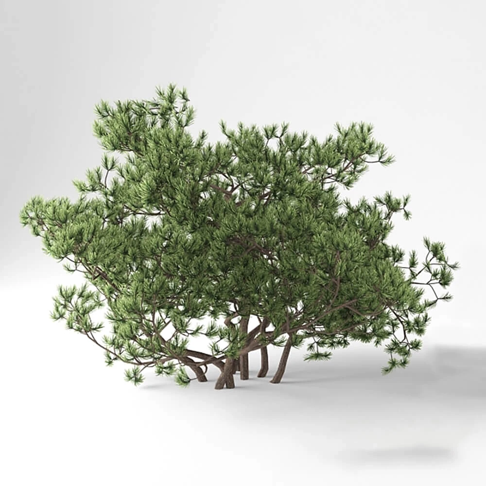 Pumilio Mountain Pine with Natural Form