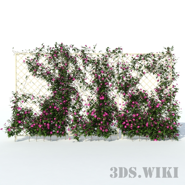 Clematis flower, or vine - Download the 3D Model (2190) | zeelproject.com