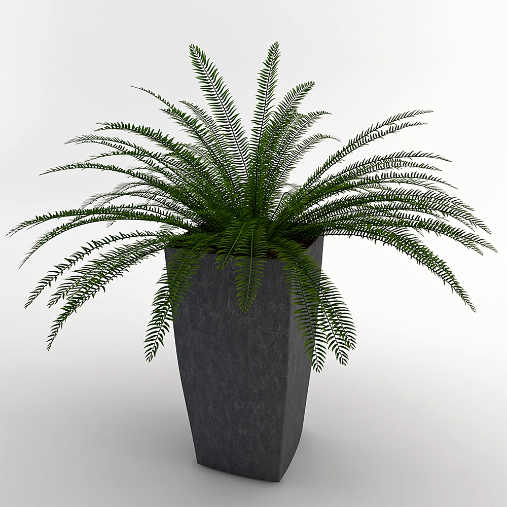 Plantes 1