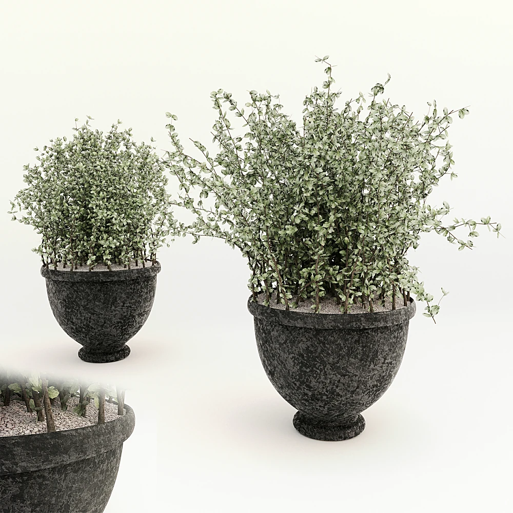 Flowering Houseplant in Textured Stone Pot