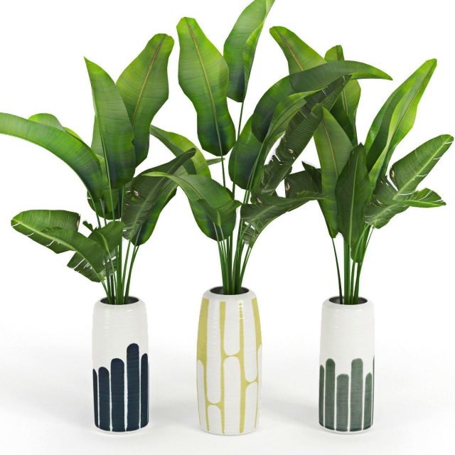 Plants / Vases 1