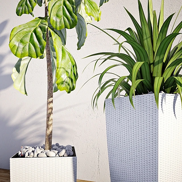 Plants / Vases 2