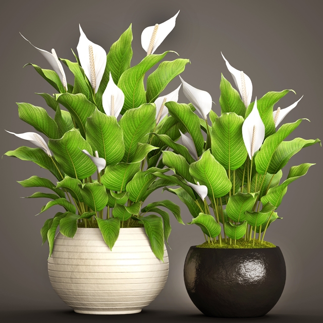 Plants 1