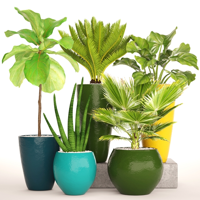Plants 1