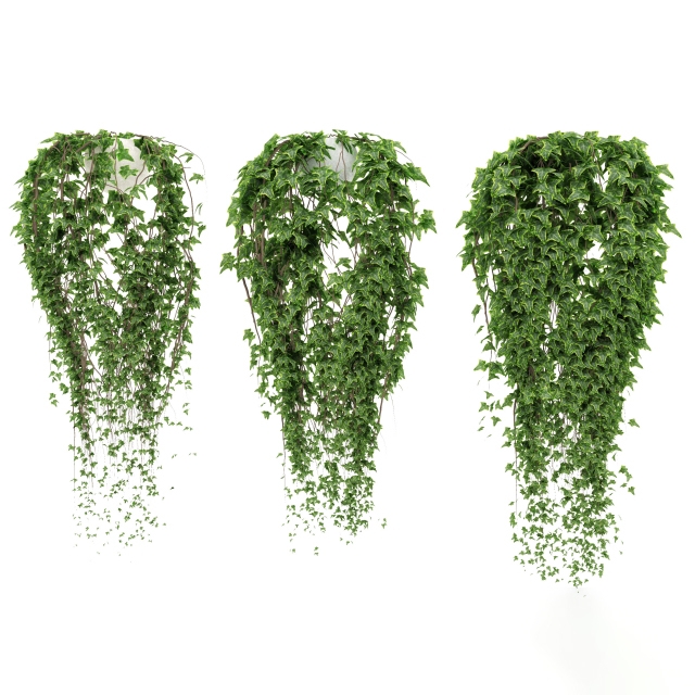 Plants 1