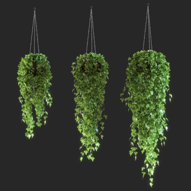 Ivy in the pot - Download the 3D Model (10229) | zeelproject.com