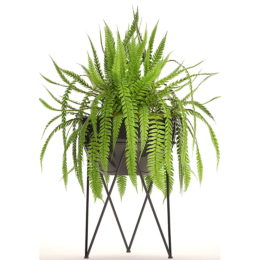 Potted Fern Plant with Black Metal Stand