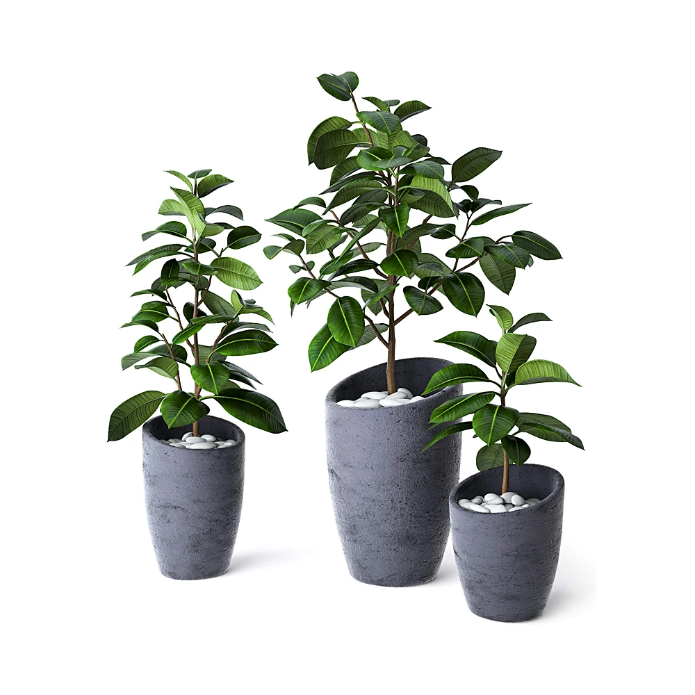Ficus Elastica Potted Plants with Textured Grey Pots