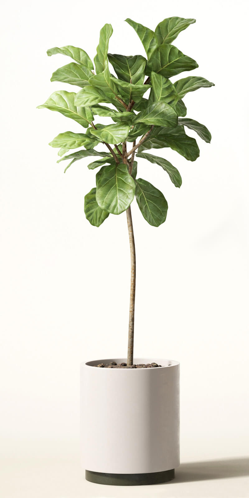 decoration - Ficus lyre 3D Model