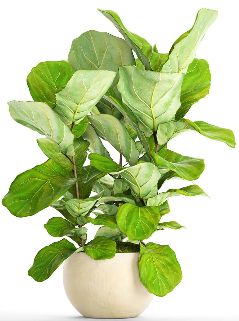 植物 1