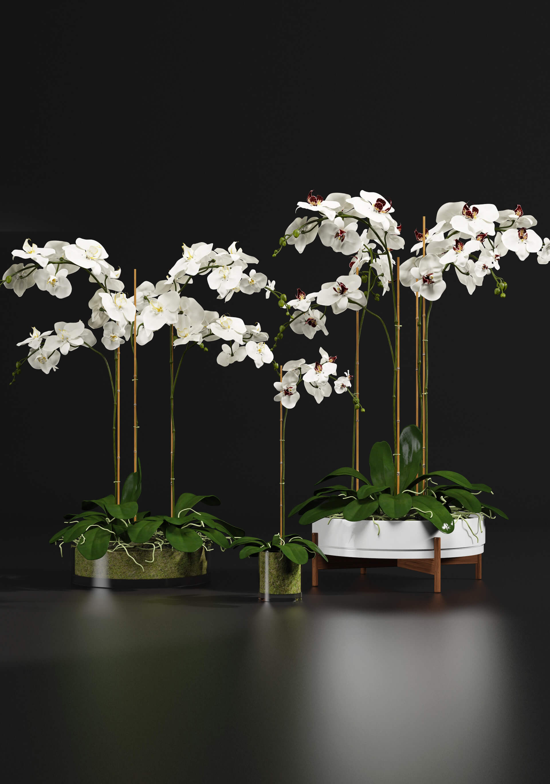 Plants 1