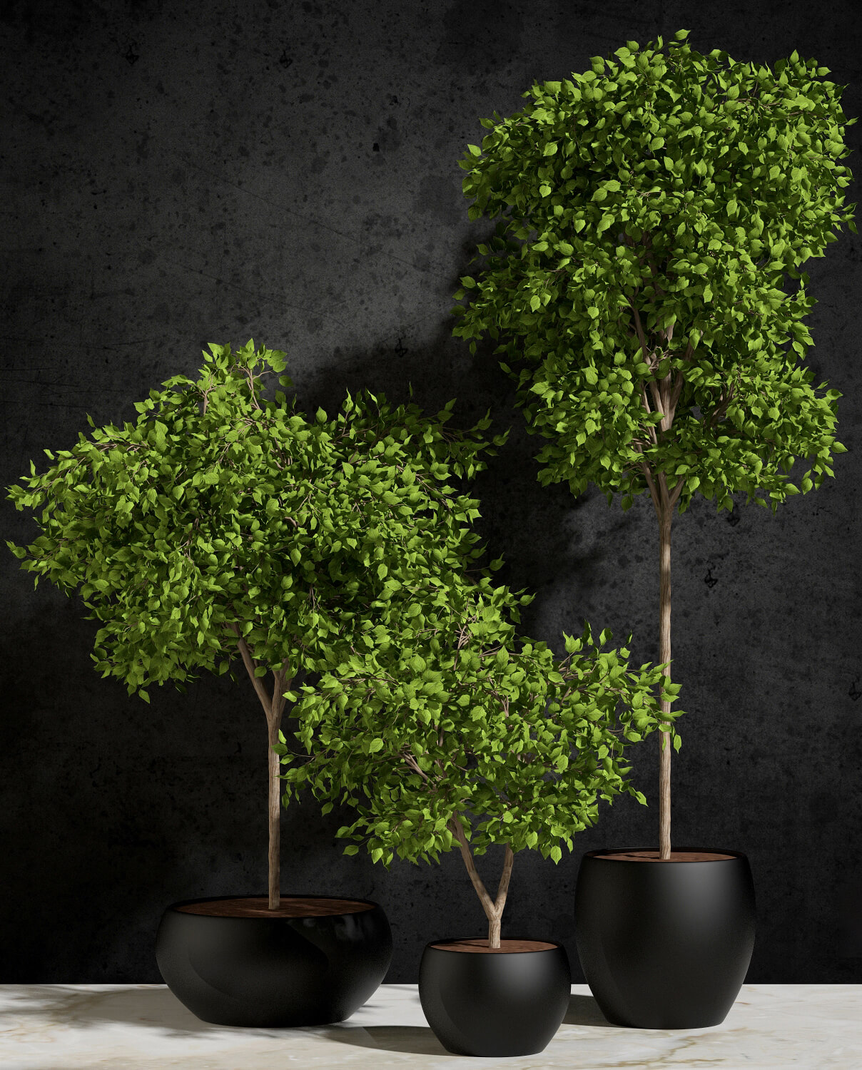Plants 1