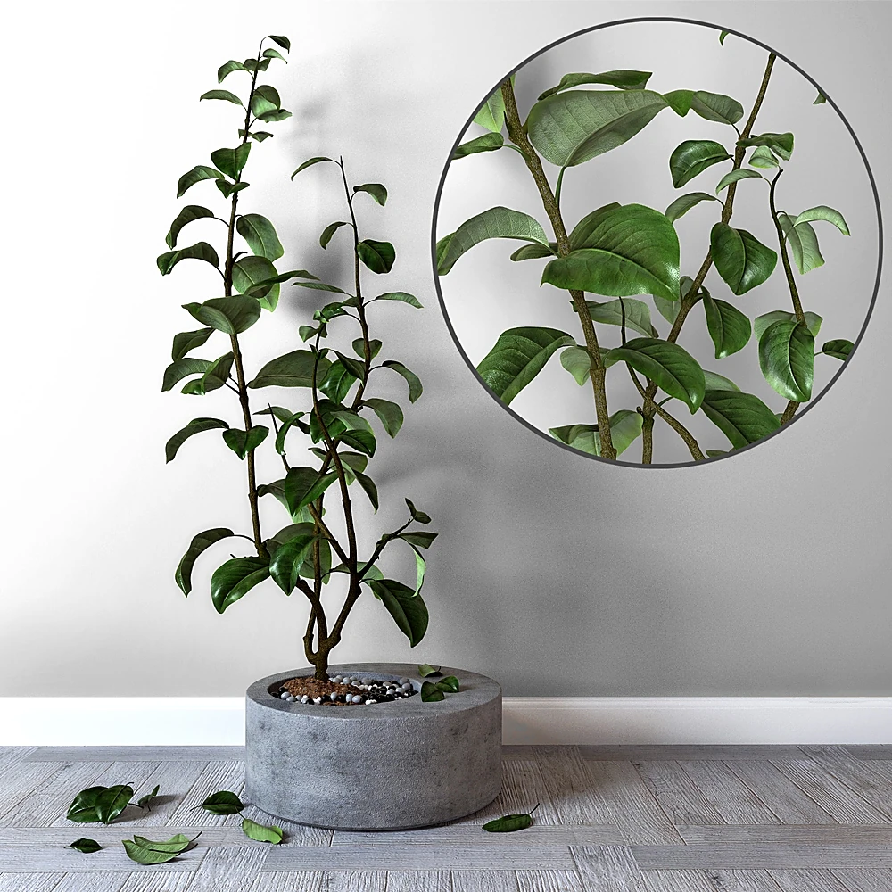 Potted Lemon Plant with Concrete Tub