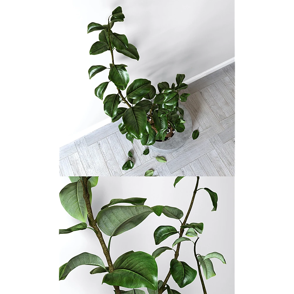Potted Lemon Plant with Concrete Tub (2)
