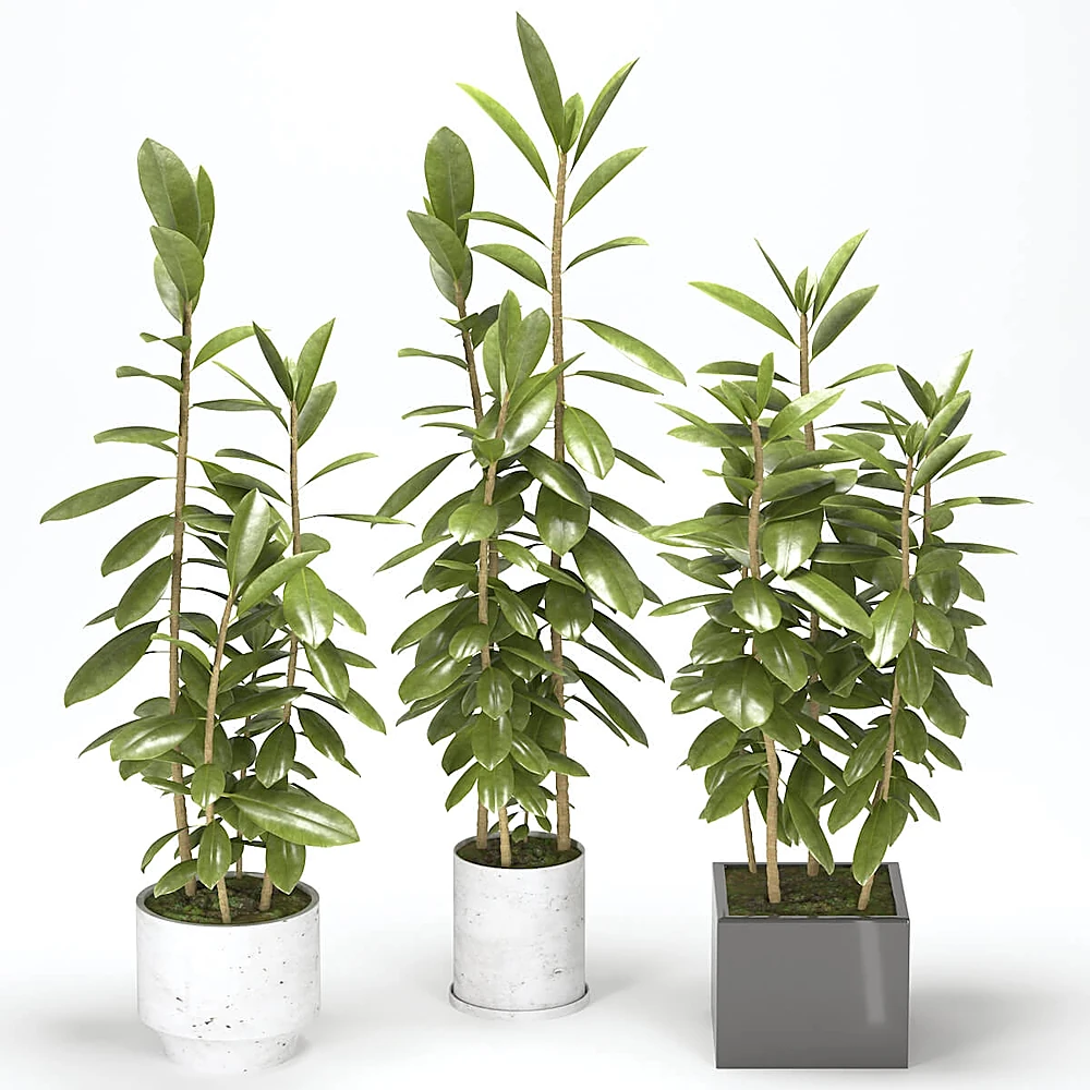 Plants 1