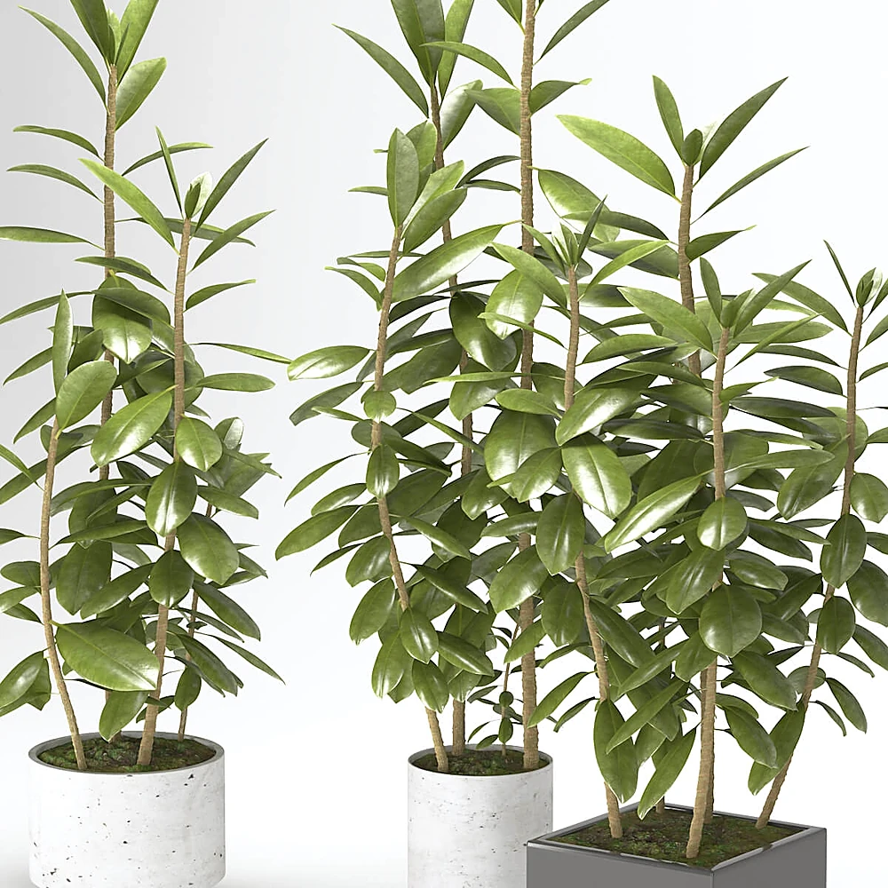 Plants 2