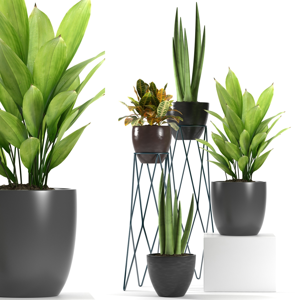 Plants 1