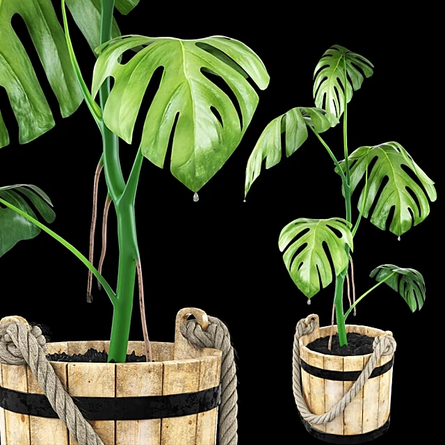 Monstera Plant in Rustic Wooden Tub