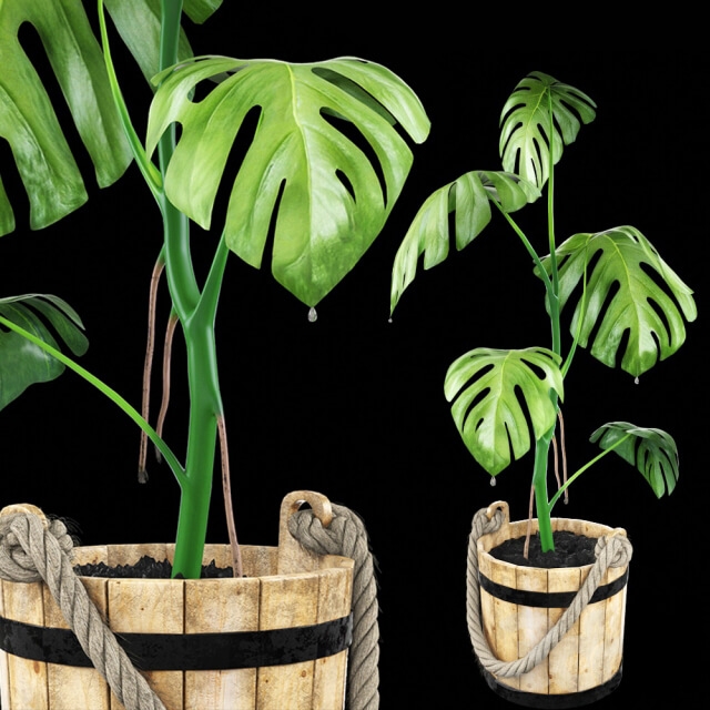 Plants 1