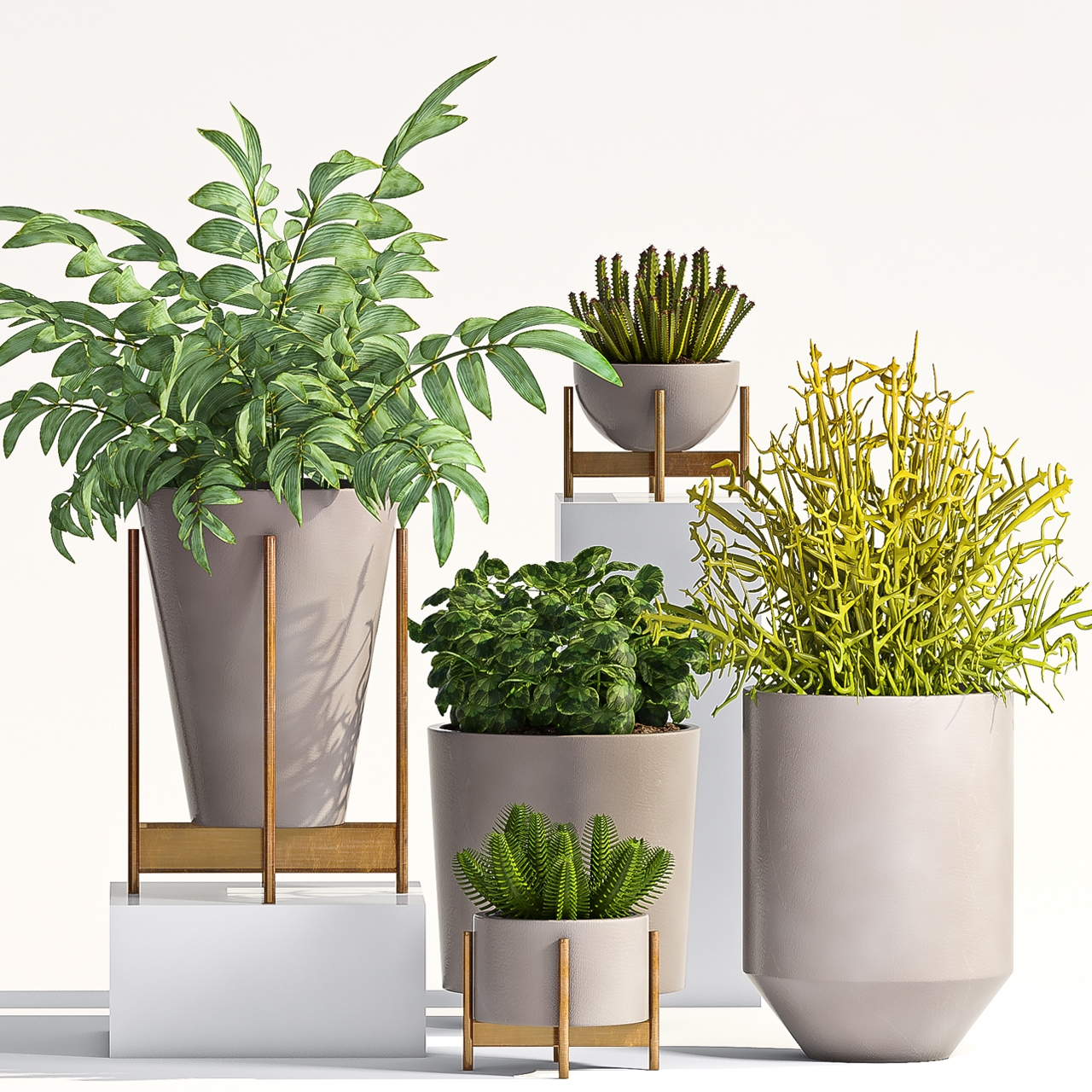 Влагоустойчивые комнатные растения
