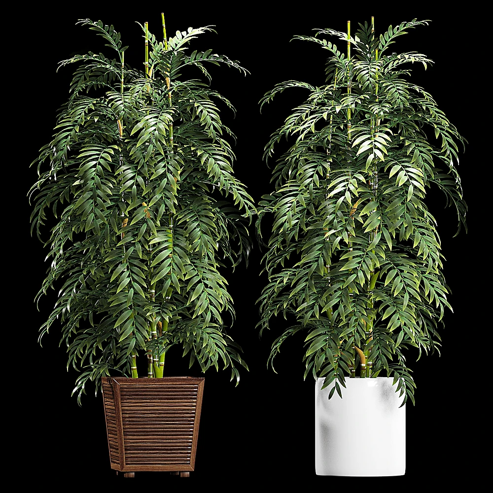 Plants 1