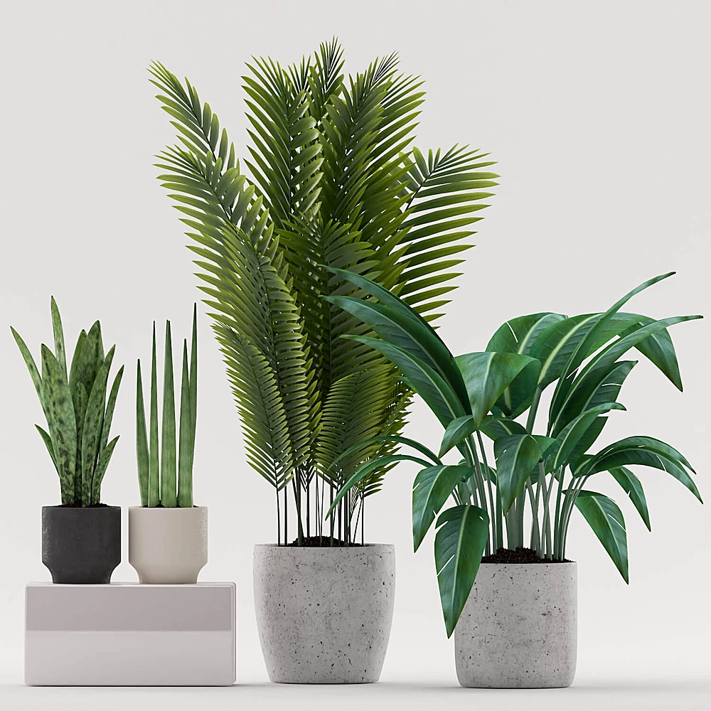 Plants 1