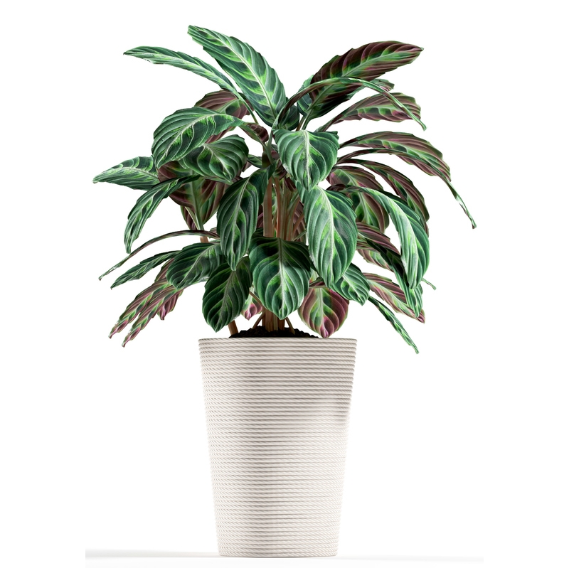 Plants 1