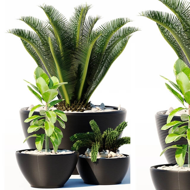 Plants 1