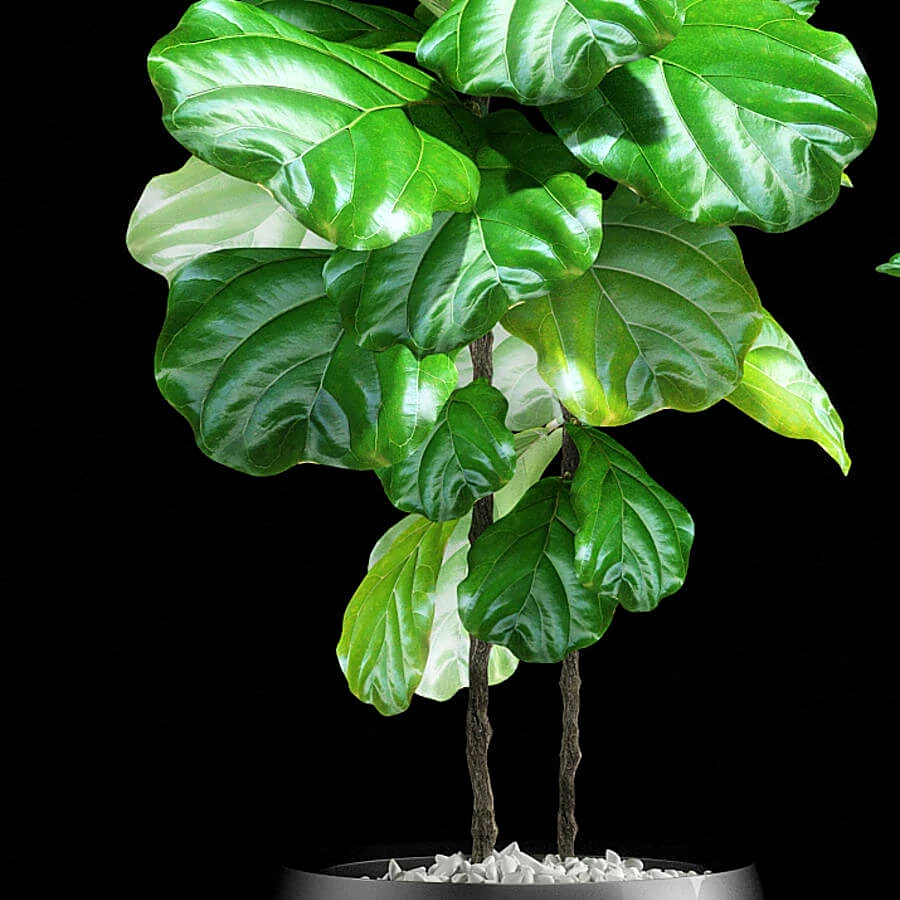 Plantas 1