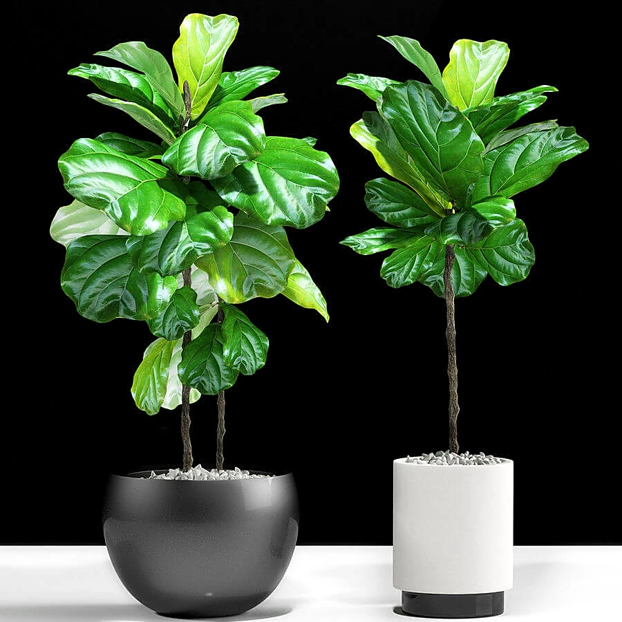 Plantas 2