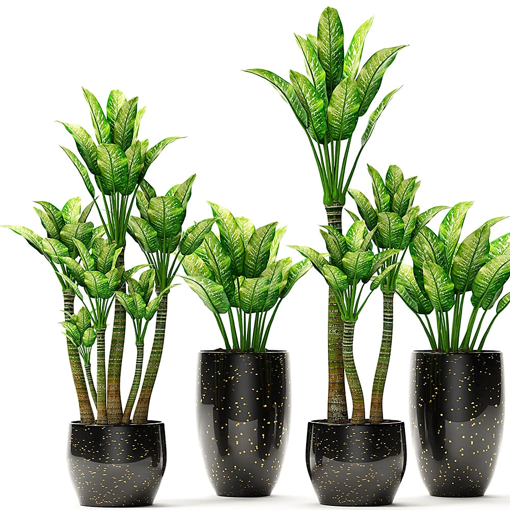 Potted Plants Set with Black and Gold Pots