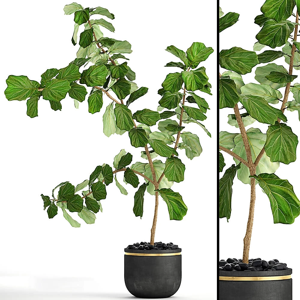 Ficus lyrata Plant in Modern Pot