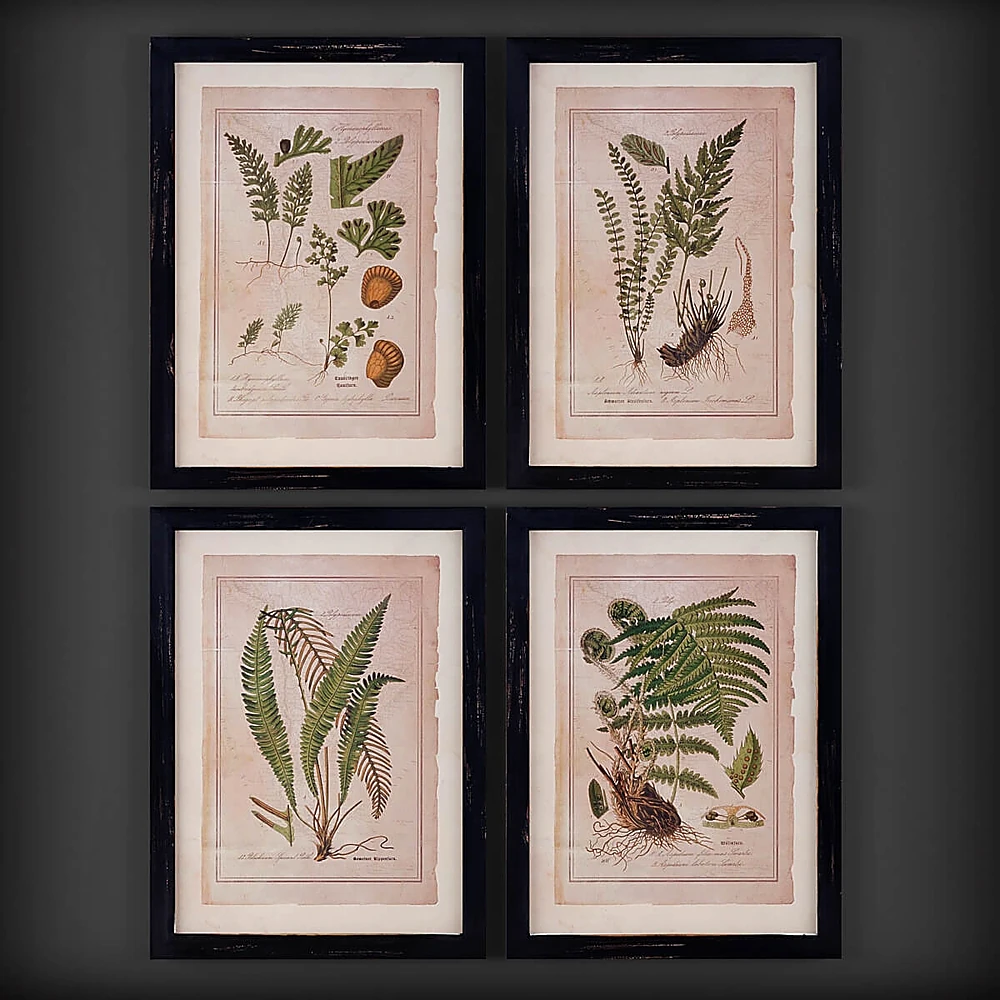 Framed botanical prints with antique fern illustrations