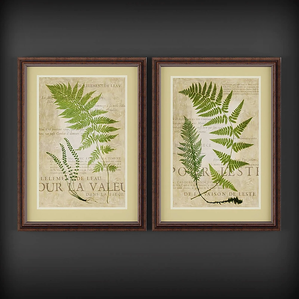 Framed botanical prints with antique fern illustrations (3)
