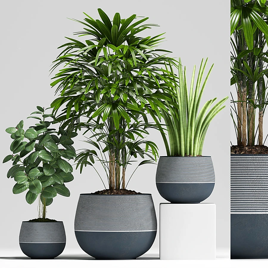 Plantas 1