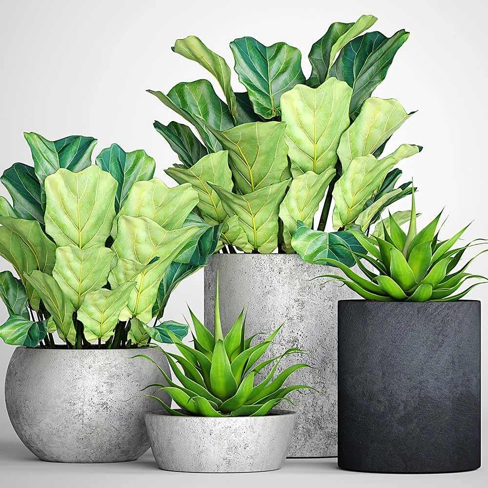Collezione di Piante in Vaso con Vasi in Cemento