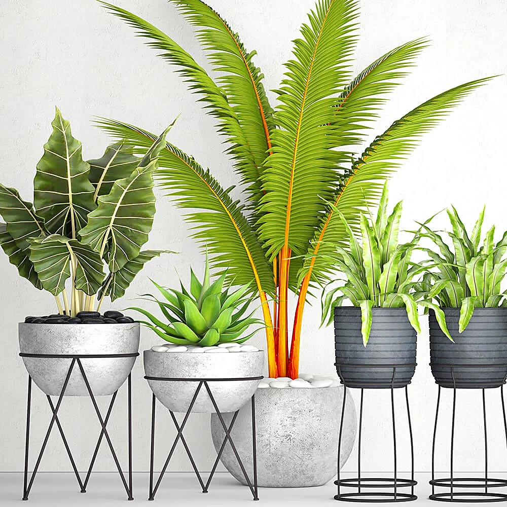 Potted Plants Collection with Modern Planters