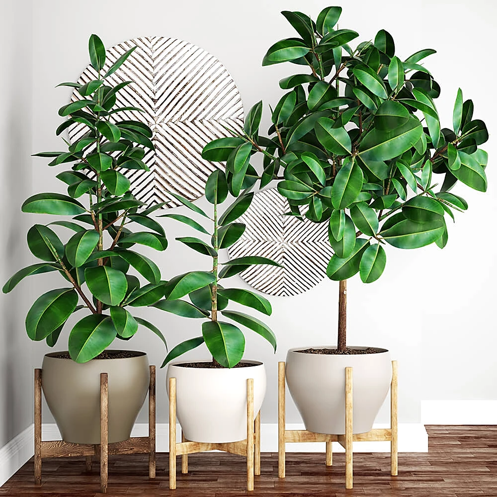 Potted Plants with Modern Wooden Stands