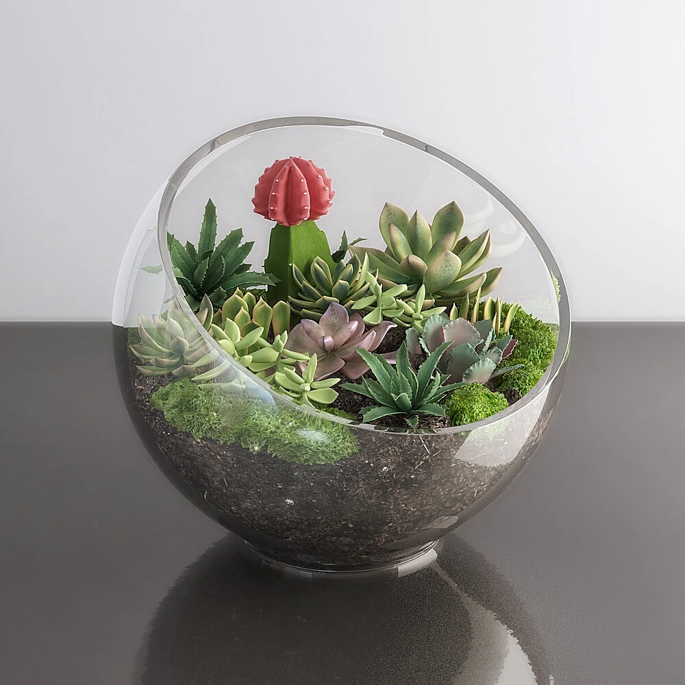 Decorative Terrarium with Succulents in Glass Bowl