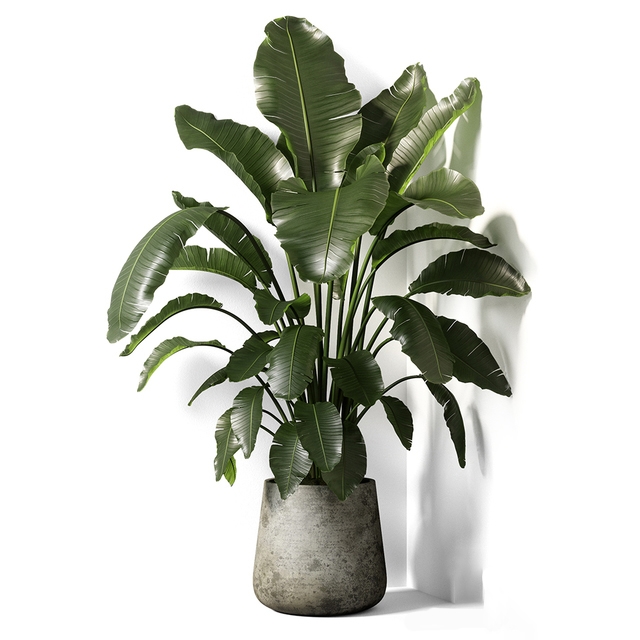 Plants 1