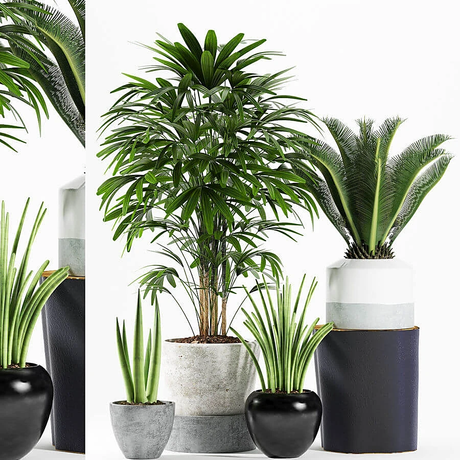 植物 1