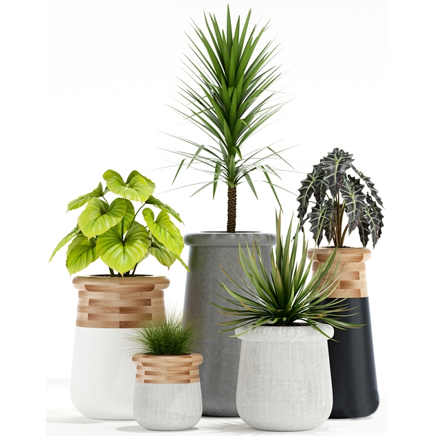 Plantes 1