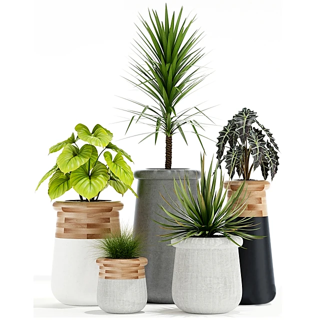 Plant Collection with Diverse Potted Plants