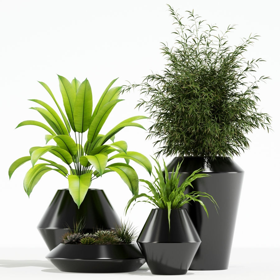 Plants 1