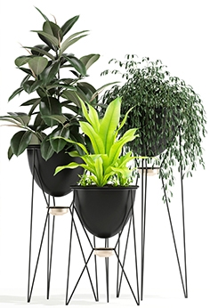 3d Models » Decoration » Plants » Download For Your Design Projects 