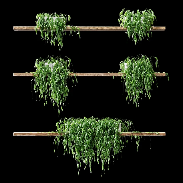 Trailing Potted Plants on Wooden Shelves