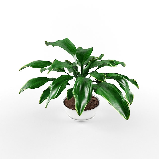 植物 1