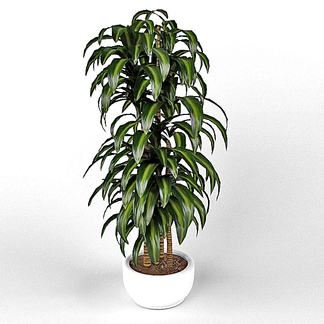 Dracaena Plant Hawaiian Sunshine