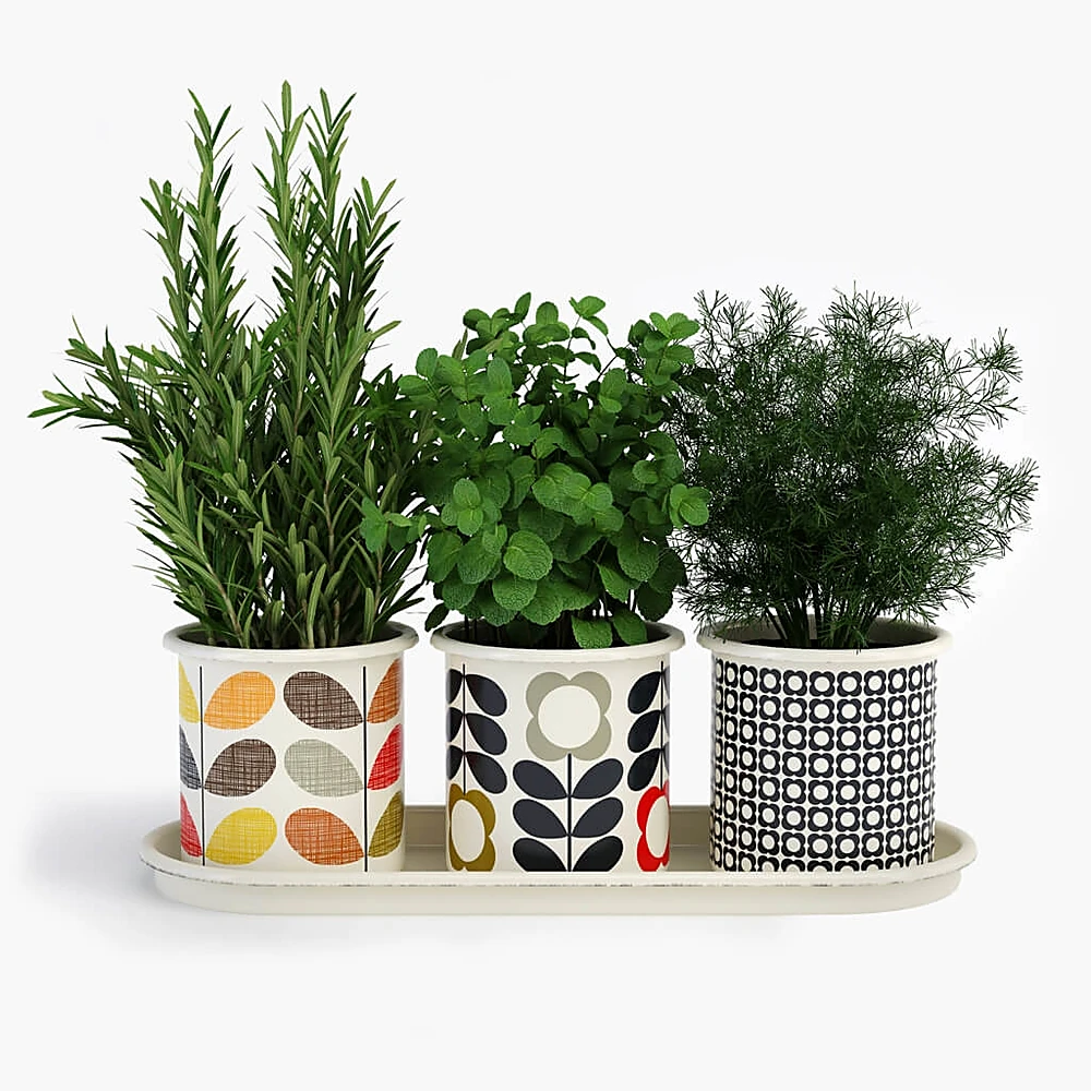Plant Set herb of pots by Orla Kiely