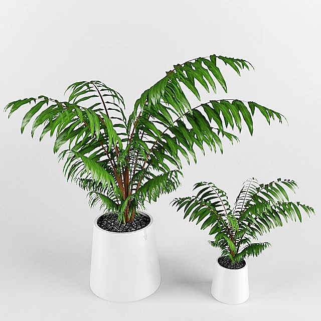 Plantes 1